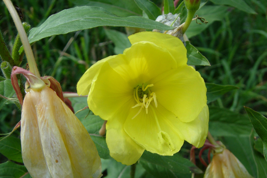 Oenothera sp. e Astrantia major